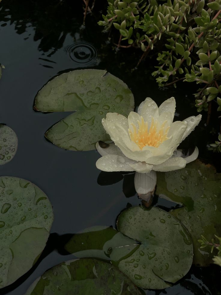 A white lily pad flower on water